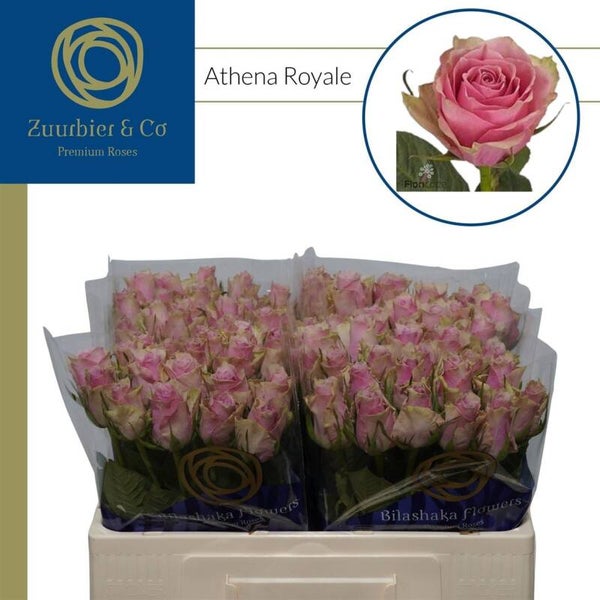 Roses roses par 20