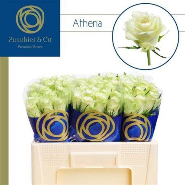 Roses blanches