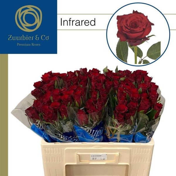 Roses rouges