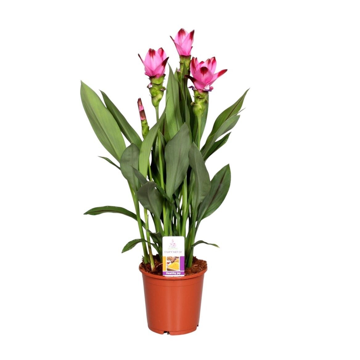 Curcuma