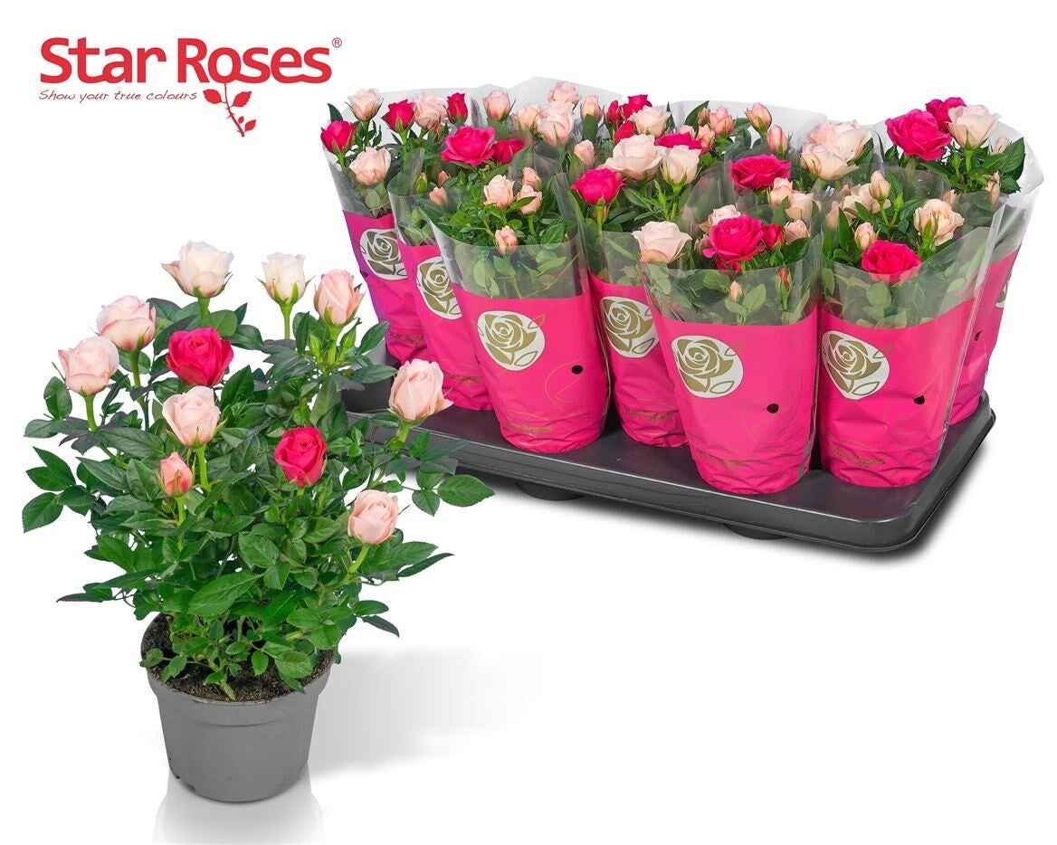 Rosier