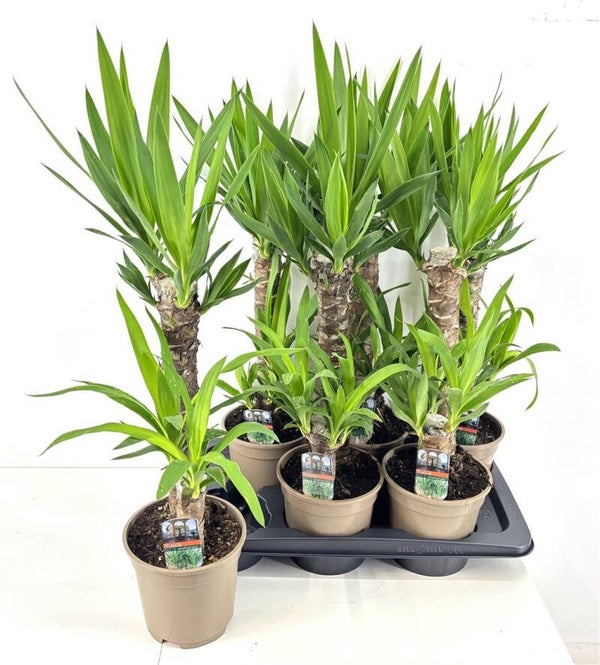 Dracaena