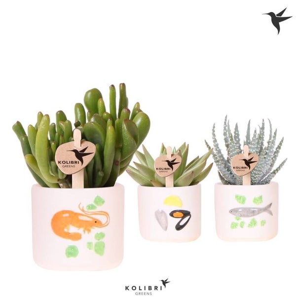 Succulente