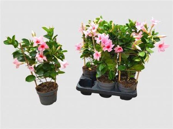 Dipladenia