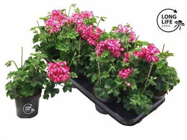 Pelargonium