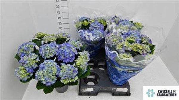 Hortensia bleu