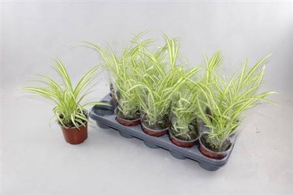 Chlorophytum