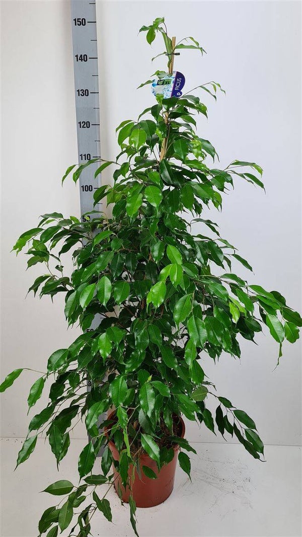 Ficus