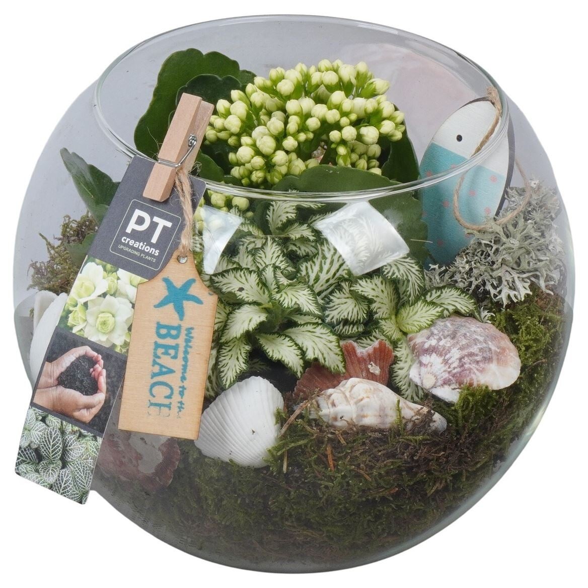 Arrangement plante