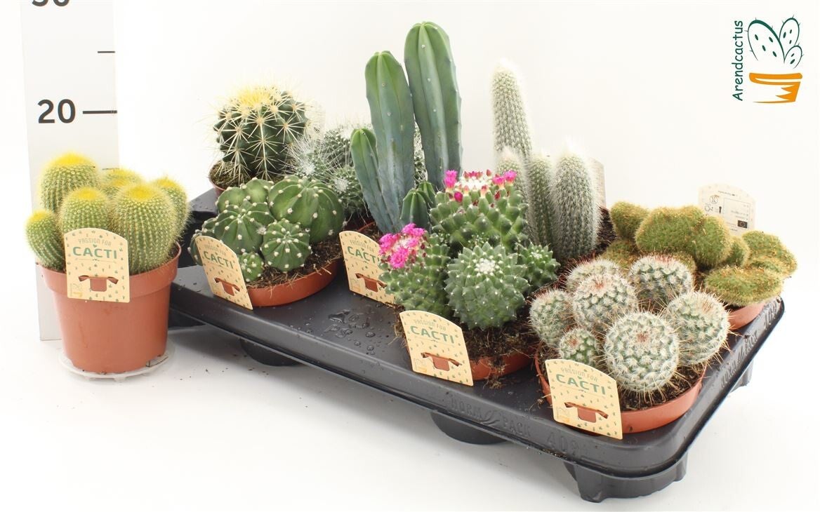 Cactus