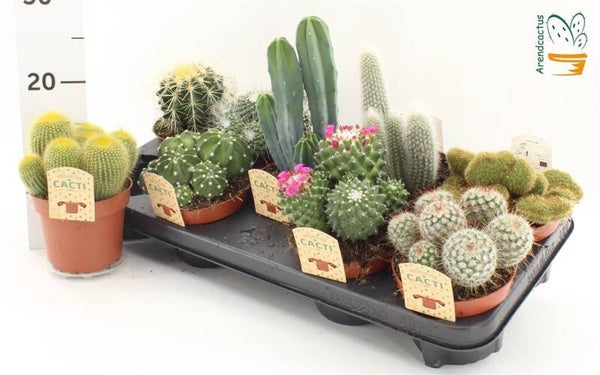 Cactus