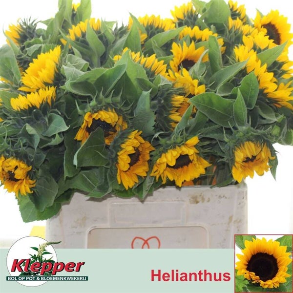 Tournesols par 20