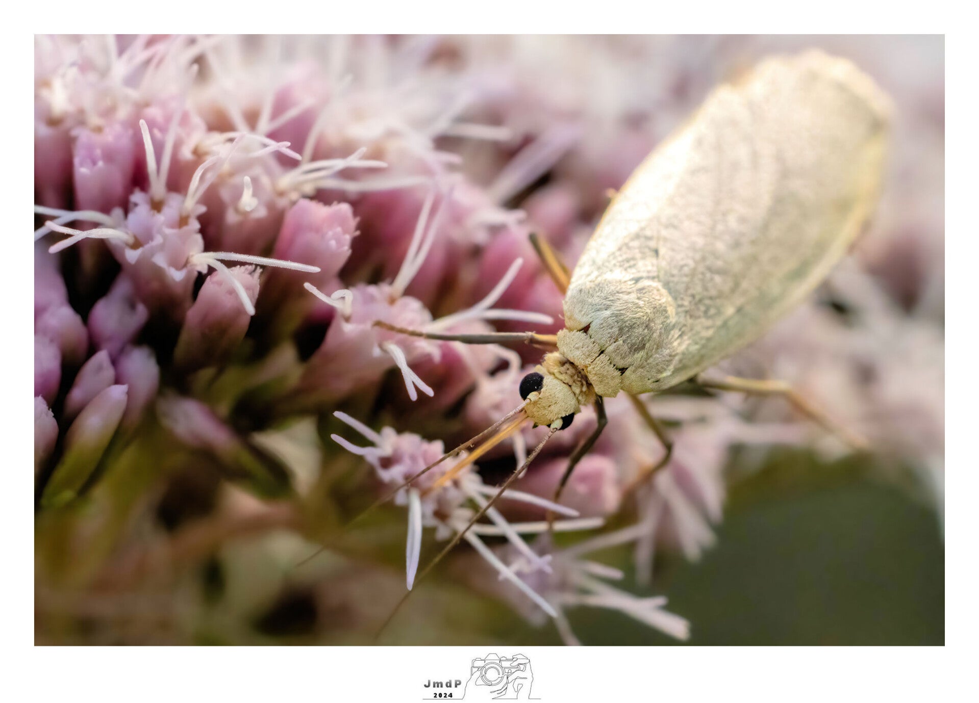Macro 2024 / 2024 / Portfolio | Jan met de Pet