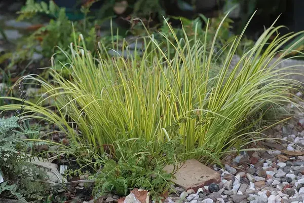 Acore odorant vert ou panaché senteur anis