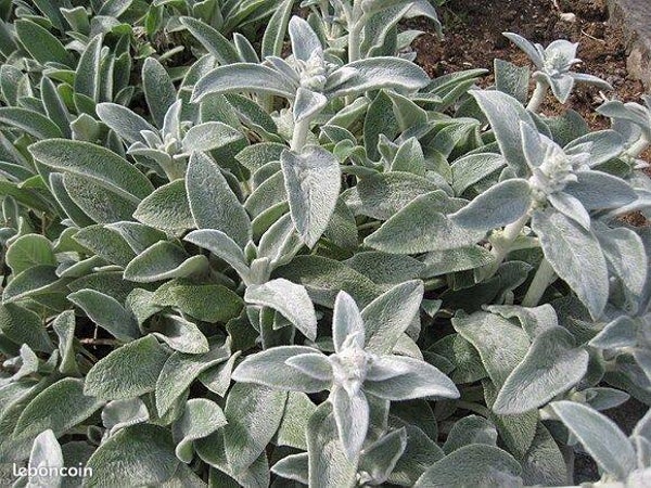 Epiaire laineuse, plante couvre sol rustique