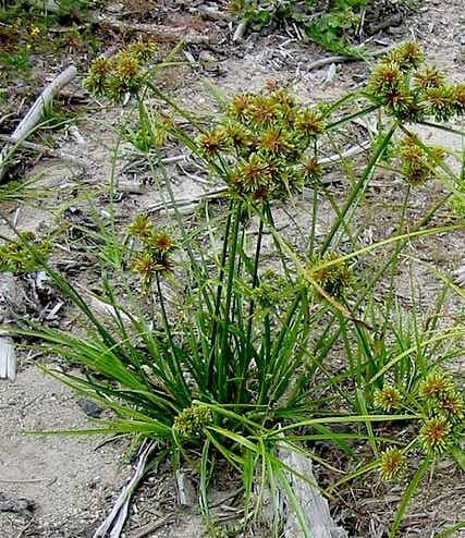 Cyperus eragrostis ou souchet robuste, plante rustique d'eau ou de terre