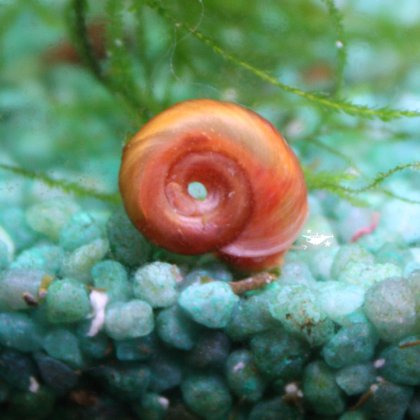 12 Planorbes rouge, nettoyeur d'aquarium