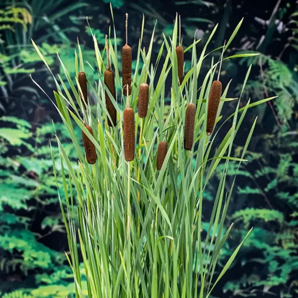 Typha latipholia, plante aquatique épuratrice
