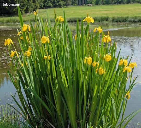Iris des marais, v utilisé en Phyto épuration