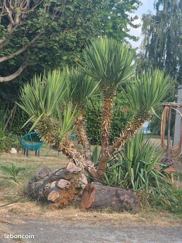 Yucca Gloriosa Rustique