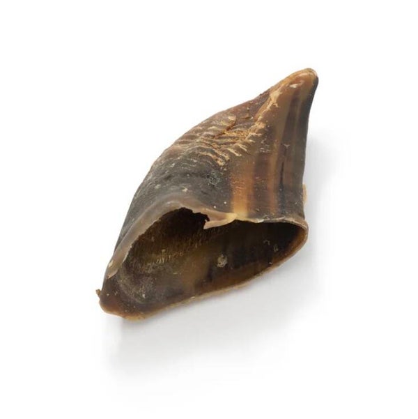 Cow hoof