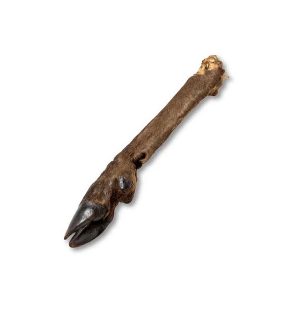 Venison leg