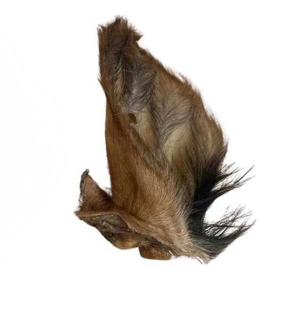 Hairy cow ear
