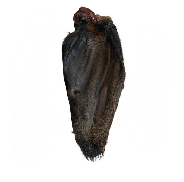 Hairy buffalo ear