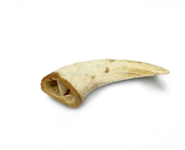 Lamb horn marrow