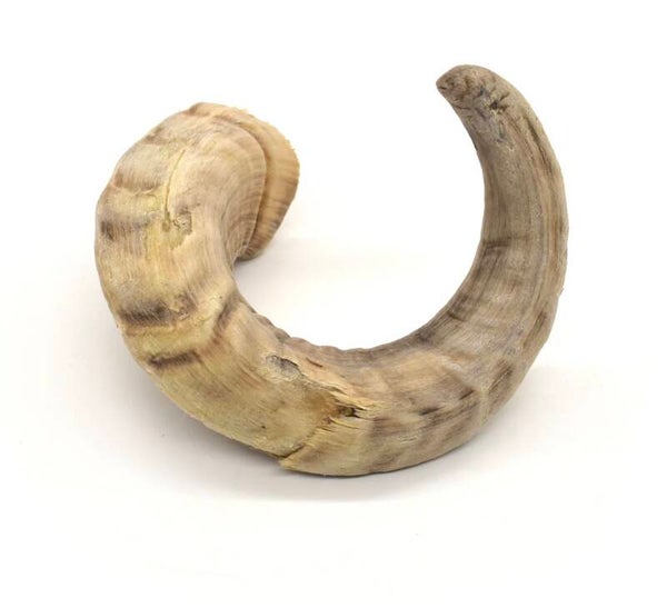Lamb horn
