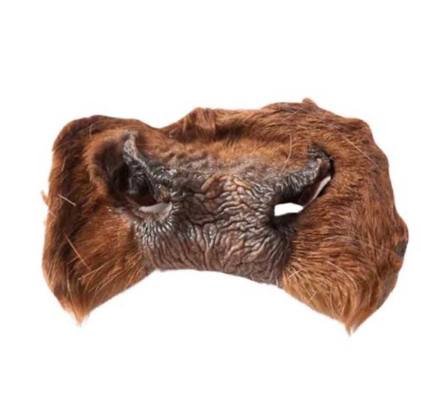 Hairy beef snout