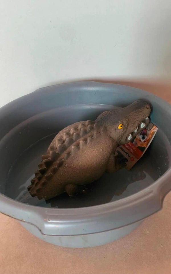 De grijze krokodil,