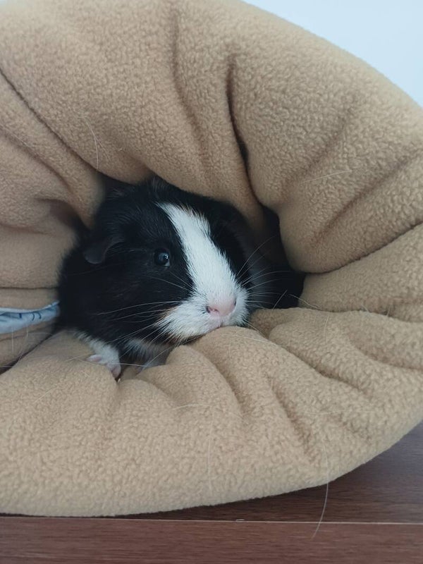 Kuschelsack Rainbow  für Meerschweinchen, Hamster & Co.