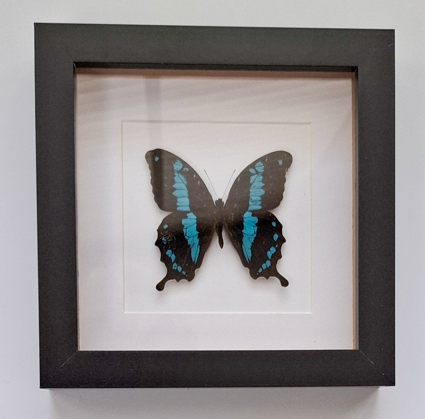 Zwarte lijst met Vlinder (Papilio Oribazus)