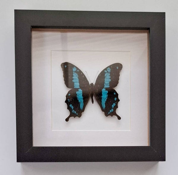 Zwarte lijst met Vlinder (Papilio Oribazus)