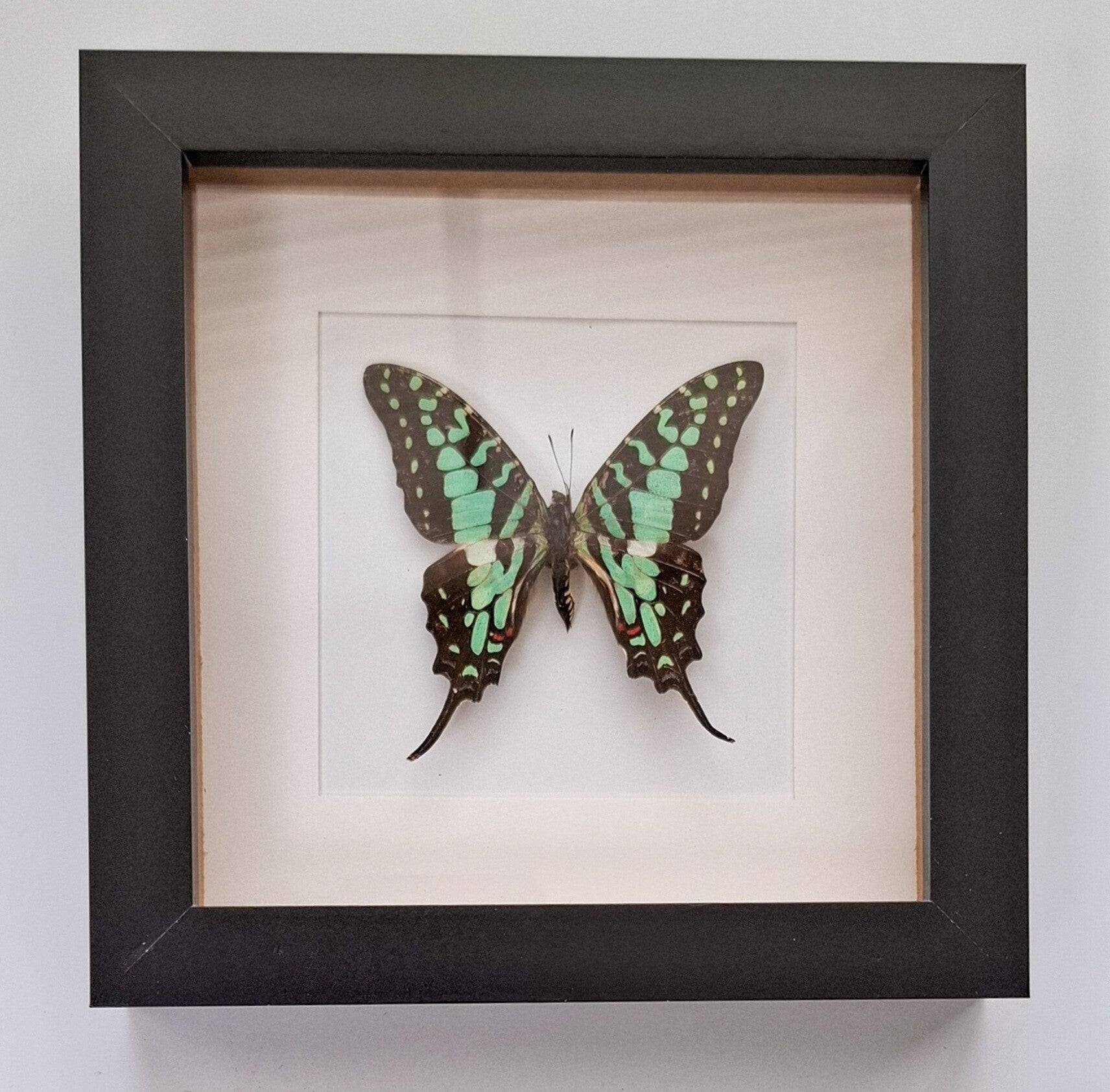 Zwarte lijst met Vlinder (Graphium Antheus)