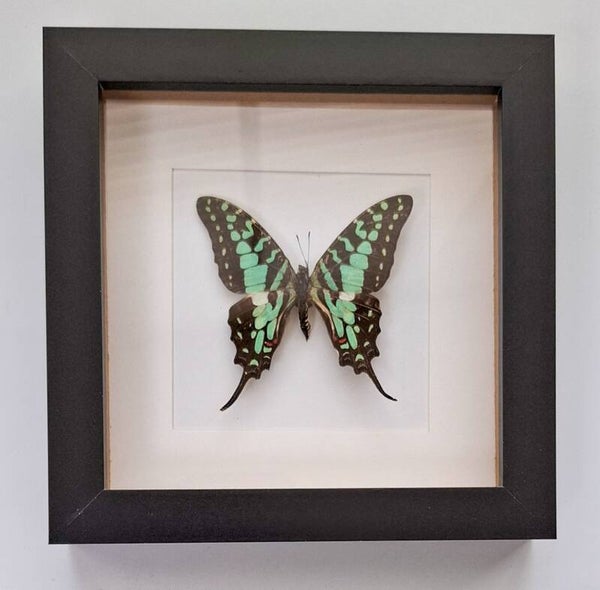 Zwarte lijst met Vlinder (Graphium Antheus)