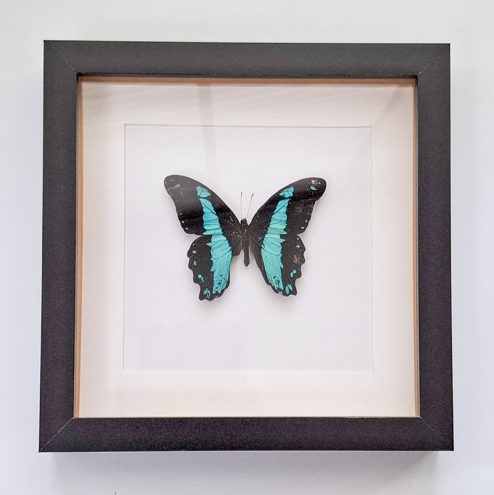 Grote Zwarte lijst met Vlinder (Papilio Bromius)