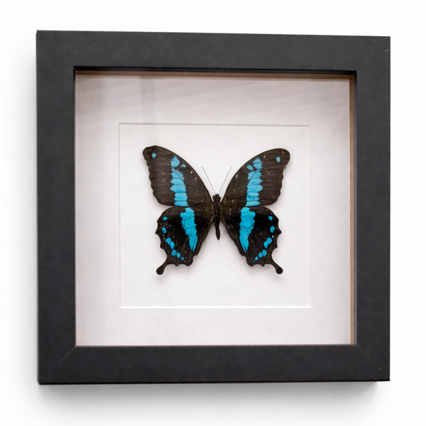 Zwarte lijst met Vlinder (Papilio Oribazus)