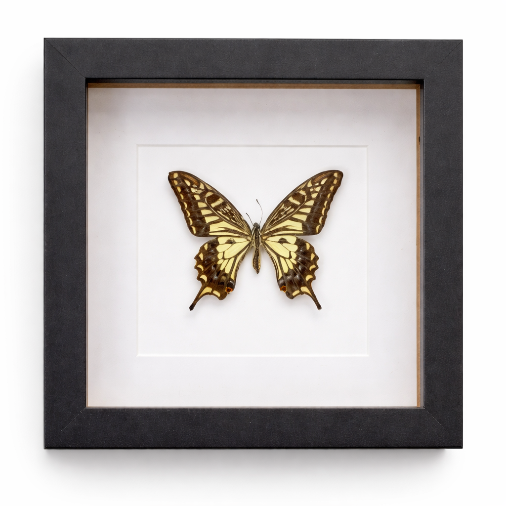 Zwarte lijst met Vlinder (Papilio Xuthus)