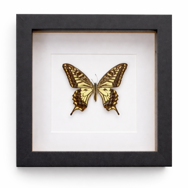 Zwarte lijst met Vlinder (Papilio Xuthus)