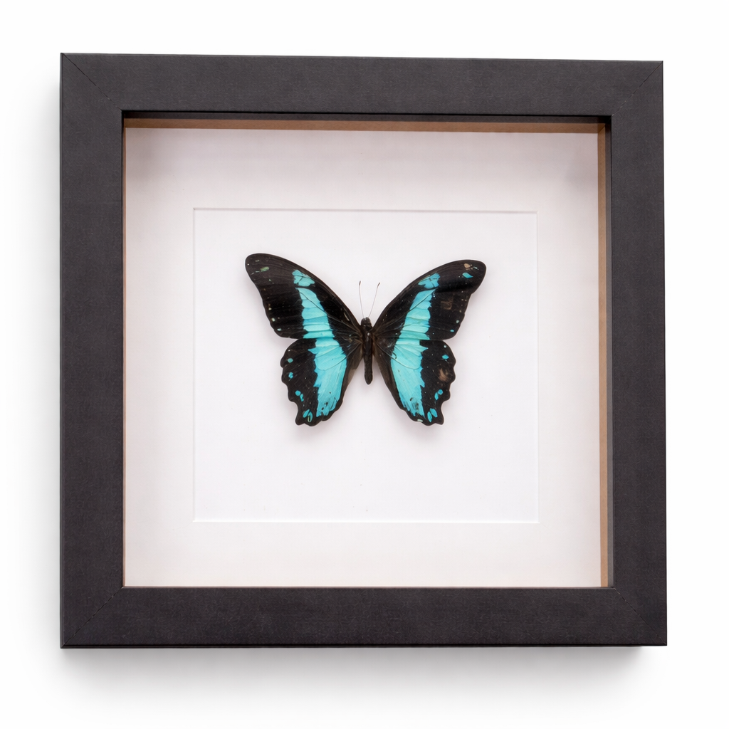 Grote Zwarte lijst met Vlinder (Papilio Bromius)
