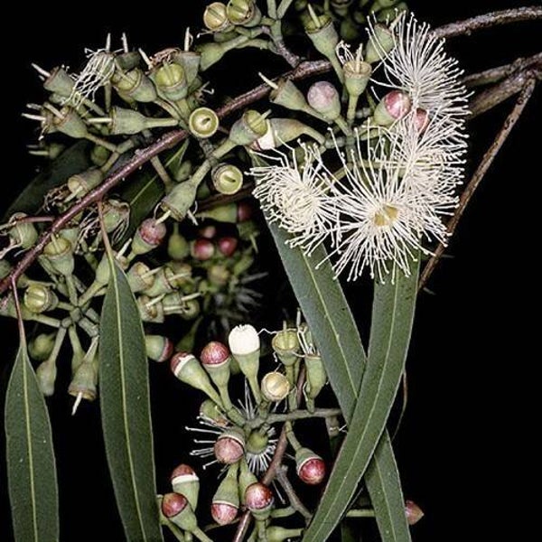 Aroma flesje Eucalyptus (10 ml)