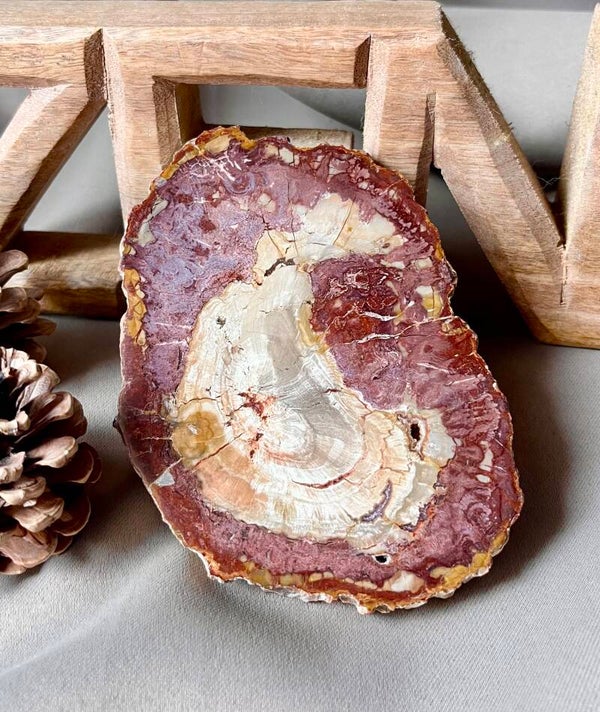 Tranche de bois fossilisé