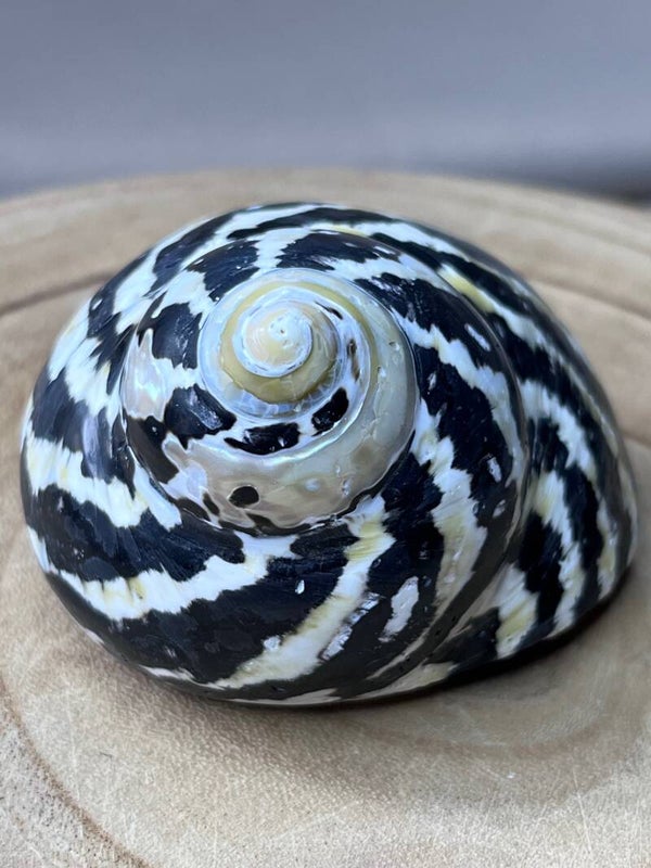 Coquillage Cittarium pica