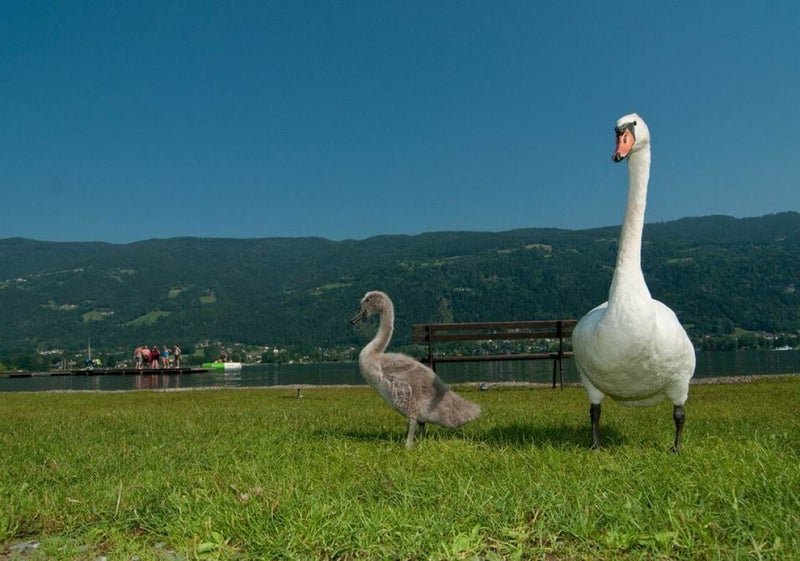 Seecamping am Ossiachersee – Schwäne genießen die Ruhe am Seeufer bei Seecamping Lampele