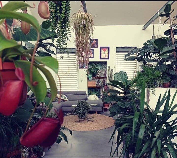 Prise de vue à la maison-serre 