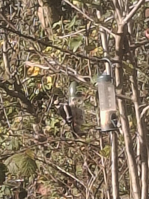 Greater Spotted Woodpecker
