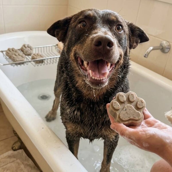 Tallow Dog Soap 🐾 - Scented