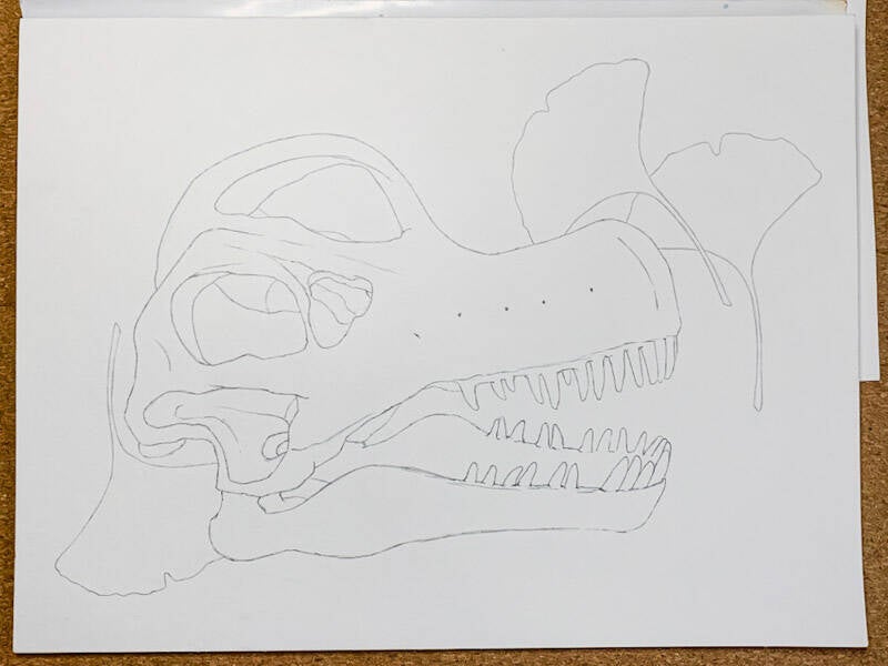 Dinoschädel Brachiosaurus Ginkgo 03